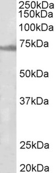 VEGFA Antibody