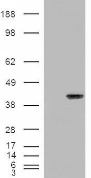 BC035295 Antibody
