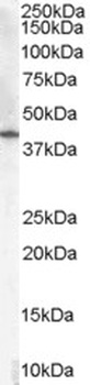 SORBS1 Antibody