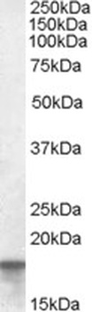 S100A4 Antibody