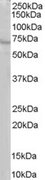 RIC8A Antibody