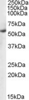 PTBP1 Antibody
