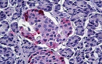 PPY Antibody
