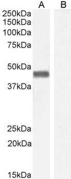 PLEK Antibody