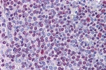 NONO Antibody