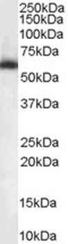 NET1 Antibody