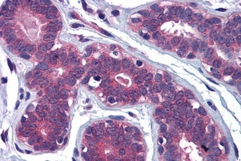 MYRIP Antibody
