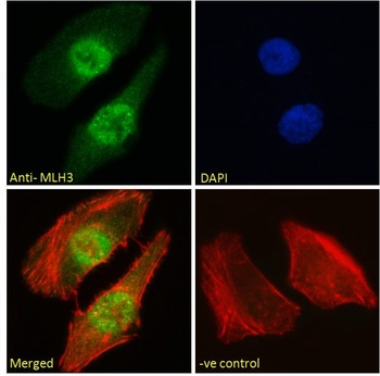 MLH3 Antibody