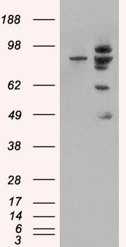 MDM2 Antibody