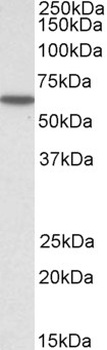 KPNA3 Antibody