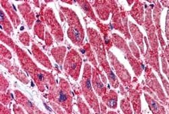 KPNA3 Antibody