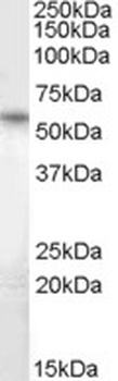 SLC12A4 Antibody