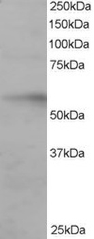 IRF6 Antibody
