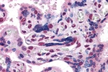 GBX2 Antibody