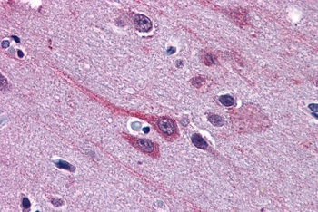 GBX2 Antibody