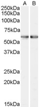 GBX2 Antibody