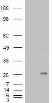 FZD9 Antibody