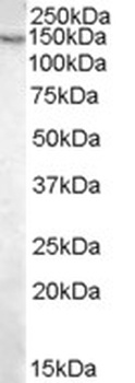 FZD7 Antibody