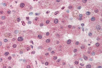 FZD7 Antibody