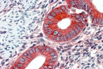 FAIM Antibody