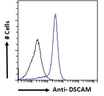 DSCAM Antibody