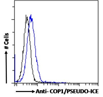 CARD16 Antibody