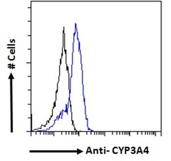 CKB Antibody