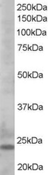 BCL2L11 Antibody