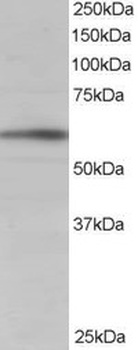 BAIAP2 Antibody