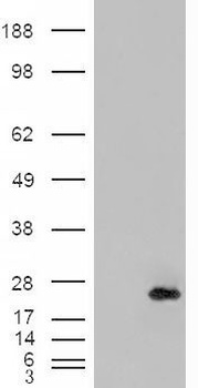 PSCD2 Antibody