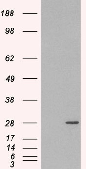 RAB11A Antibody