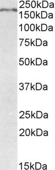 GFAP Antibody