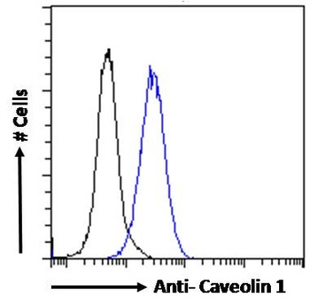 CAV1 Antibody