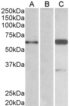 BAIAP2 Antibody