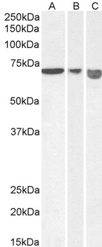 ASIC1 Antibody