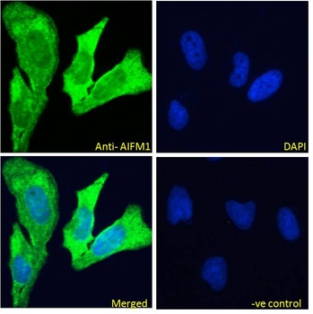 ASIC1 Antibody