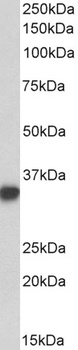 FZD4 Antibody