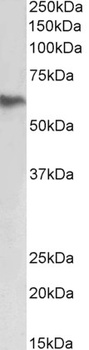 HNRNPA2B1 Antibody