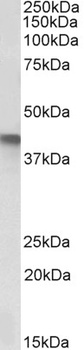 HNRNPA2B1 Antibody