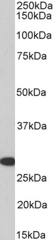 CREB3L2 Antibody