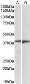 EDG8/SPPR1 Antibody