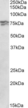 cathepsin C/DPP1 Antibody