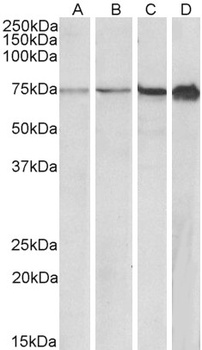 cathepsin C/DPP1 Antibody