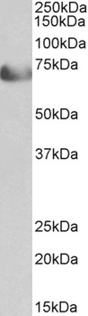 cathepsin C/DPP1 Antibody