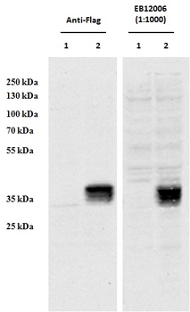 MDH1/MOR2 Antibody