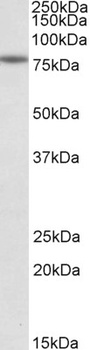 MDH1/MOR2 Antibody