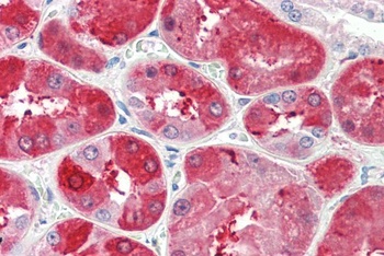 SLC6A12/BGT1 Antibody