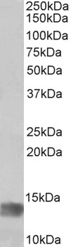 IL-15 Antibody