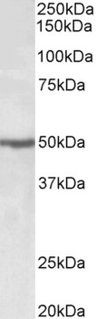 Cd97 Antibody