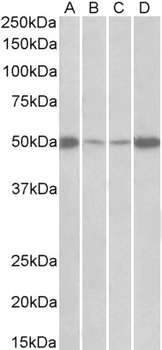 Cd97 Antibody